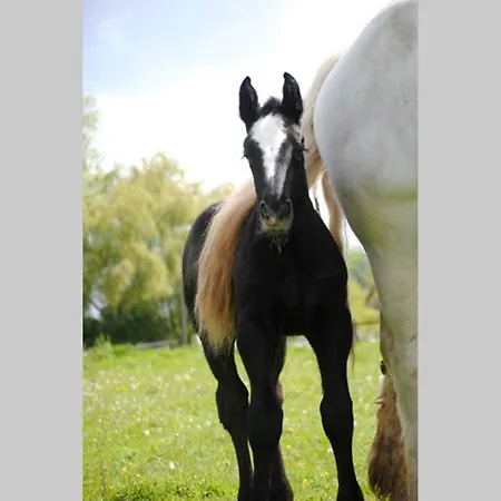 La Maison Volganza - A La Ferme Dans Le Perche בית נופש Saint-Fulgent-des-Ormes