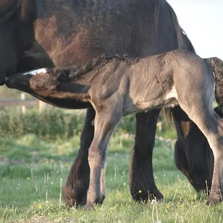 בית נופש La Maison Volganza - A La Ferme Dans Le Perche *