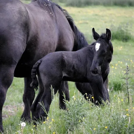 La Maison Volganza - A La Ferme Dans Le Perche *
