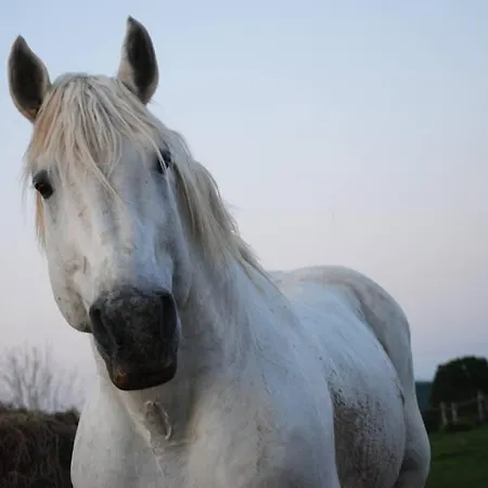 La Maison Volganza - A La Ferme Dans Le Perche * Saint-Fulgent-des-Ormes