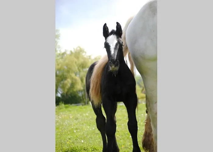 La Maison Volganza - A La Ferme Dans Le Perche Holiday home Saint-Fulgent-des-Ormes