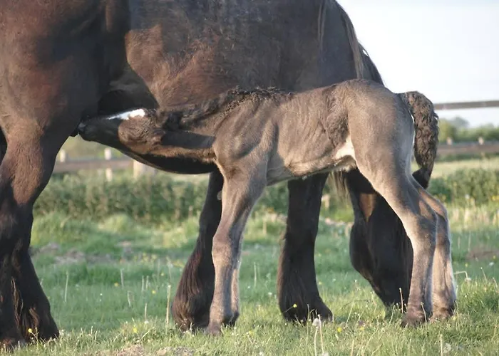 Holiday home La Maison Volganza - A La Ferme Dans Le Perche *