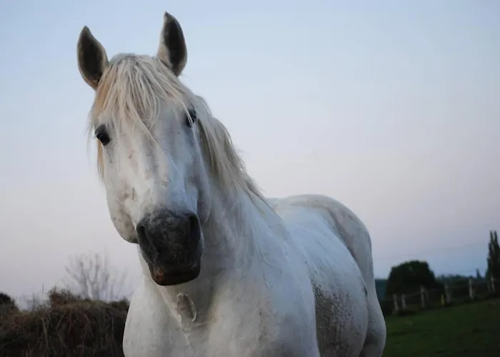 La Maison Volganza - A La Ferme Dans Le Perche * Saint-Fulgent-des-Ormes