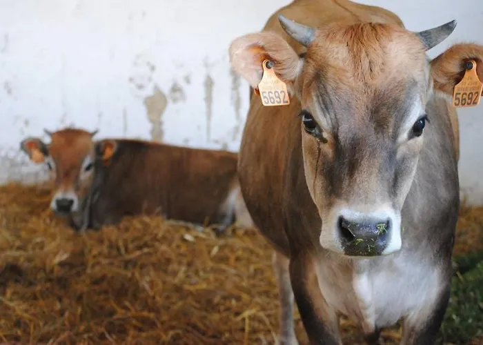 La Maison Volganza - A La Ferme Dans Le Perche *